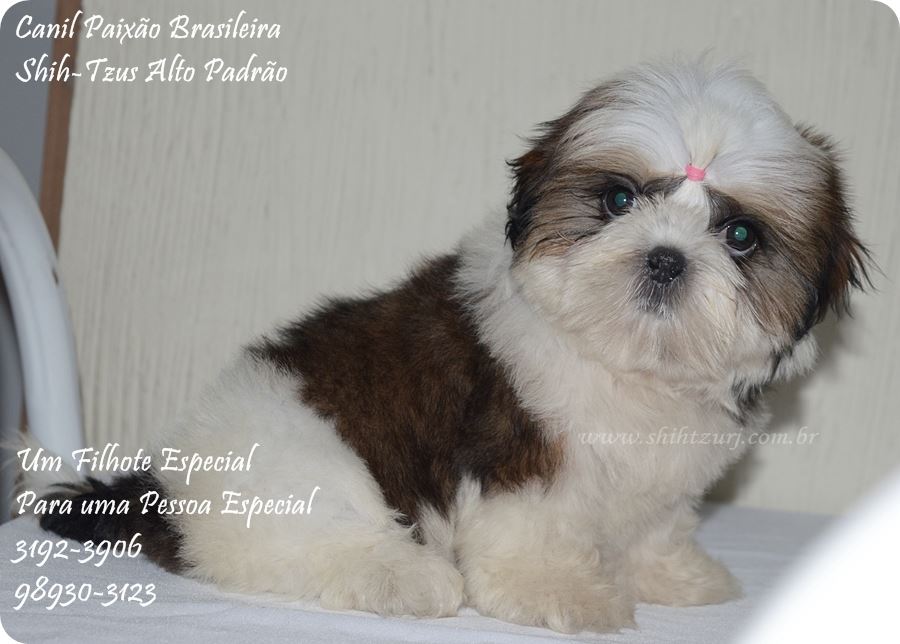 cachorro shih tzu filhote macho